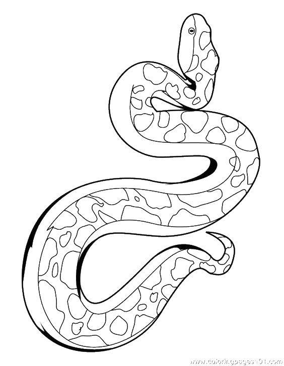 Название: Раскраска Короткая змея. Категория: Змея. Теги: Рептилия, змея.