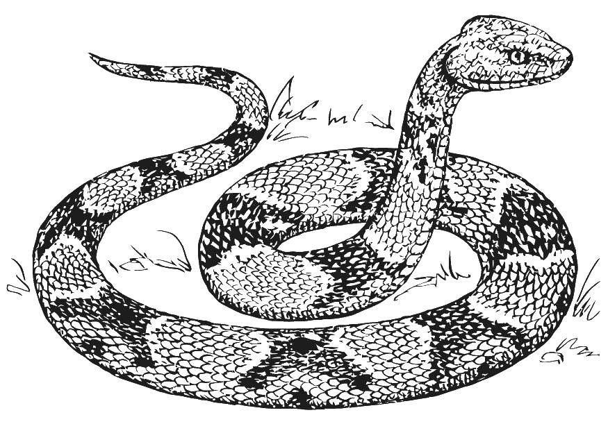Название: Раскраска Красивая змейка. Категория: Змея. Теги: Рептилия, змея.