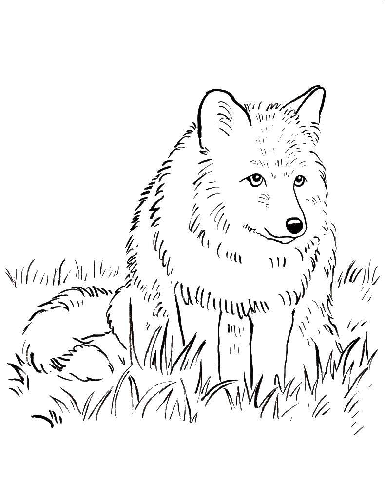 Coloring Fox sitting on the grass. Category Fox. Tags:  Fox, foxes.