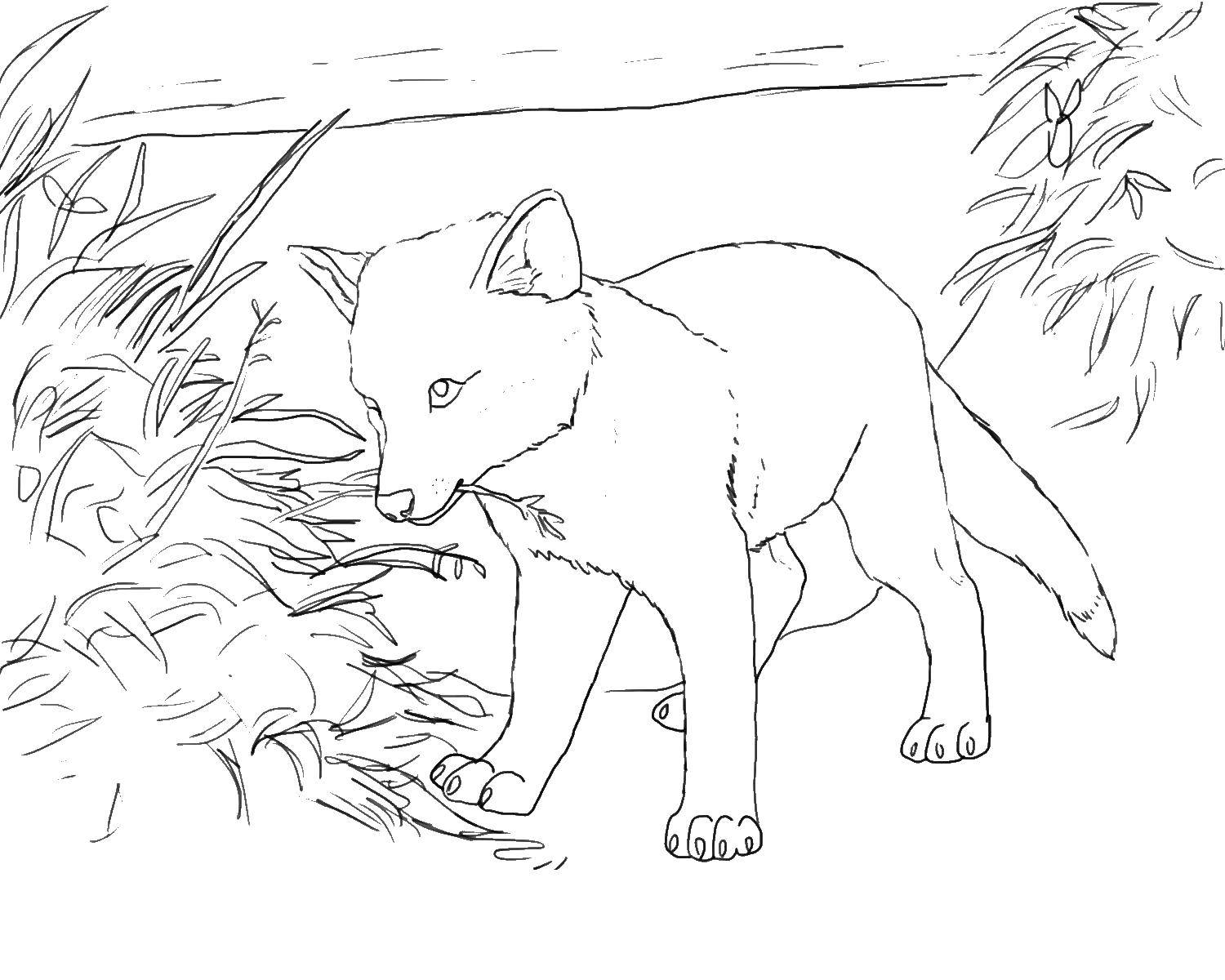 Coloring Fox chews grass. Category Fox. Tags:  Fox, foxes.