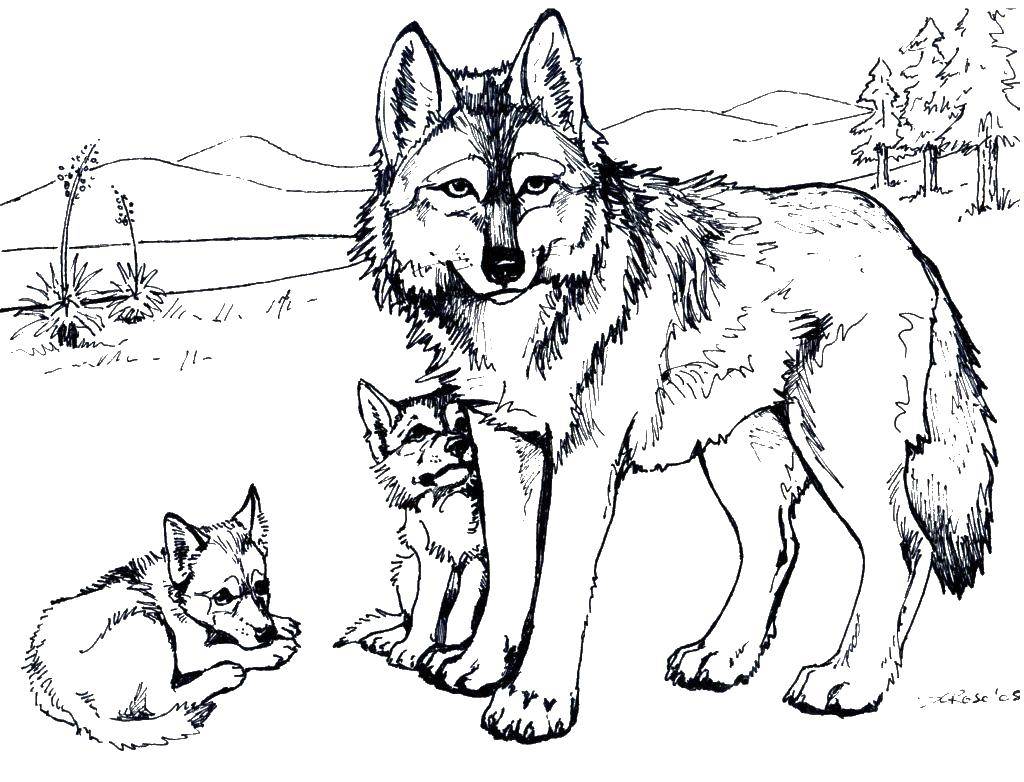 Coloring Mother wolf children. Category wild animals. Tags:  Animals, wolf.