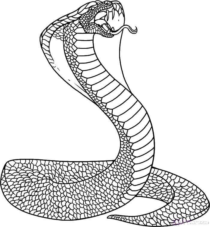 Название: Раскраска Мелкая чешуя кобры. Категория: Змея. Теги: Рептилия, змея.