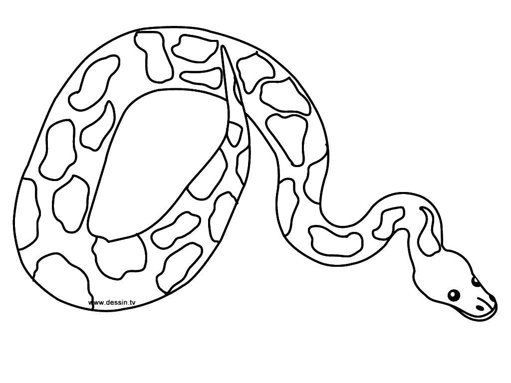 Название: Раскраска Мирная змейка. Категория: Змея. Теги: Рептилия, змея.