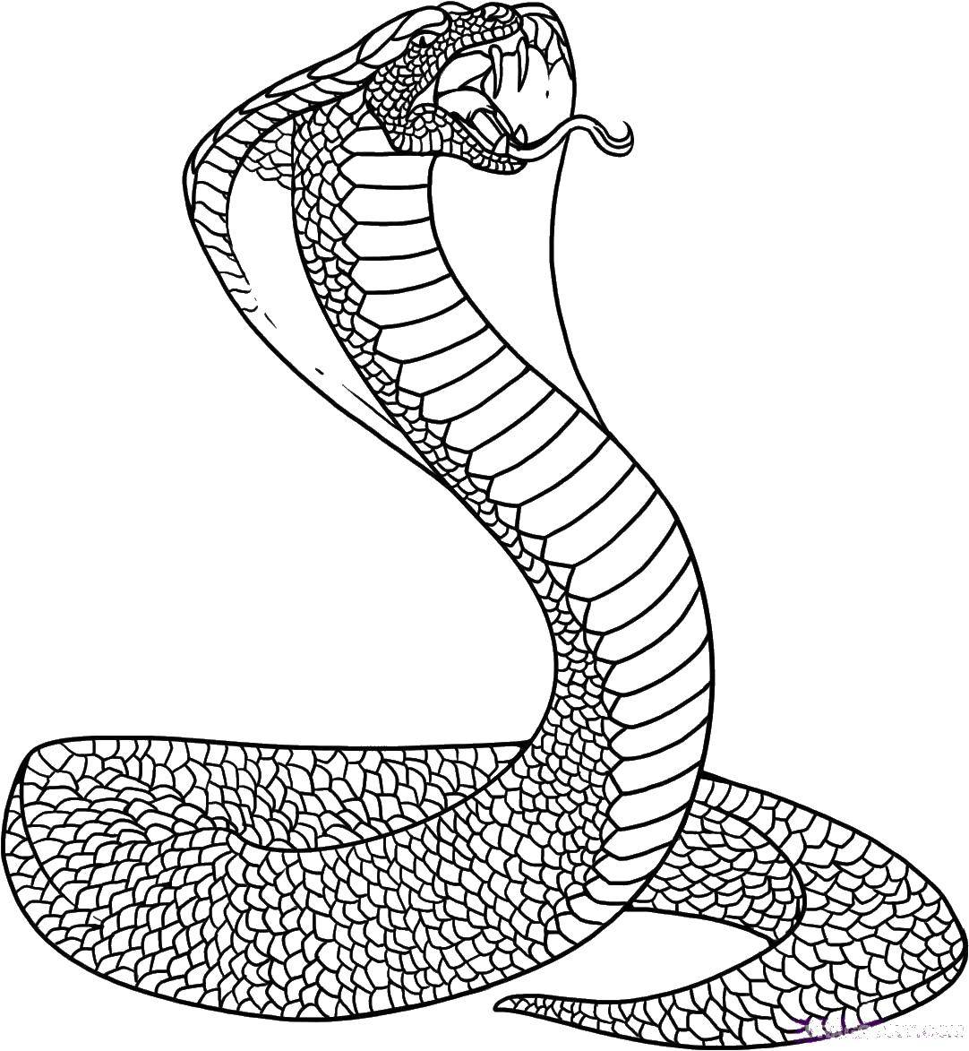 Название: Раскраска Огромная кобра. Категория: Змея. Теги: Рептилия, змея.