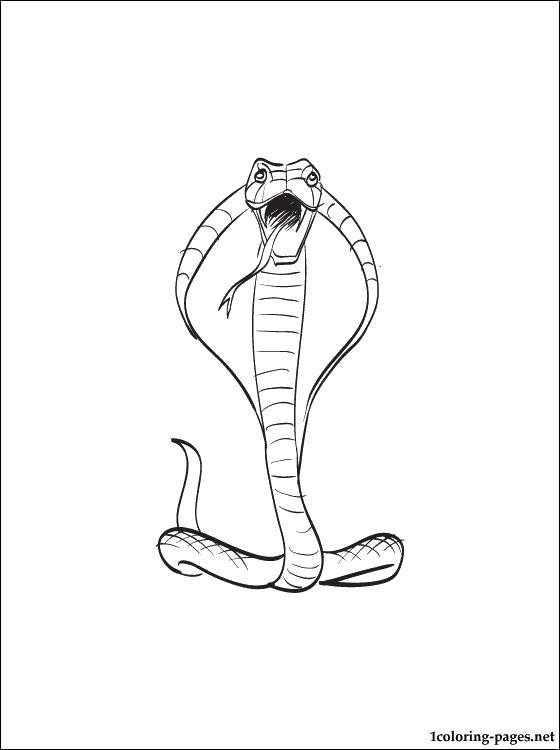 Название: Раскраска Опасная кобра. Категория: Змея. Теги: Рептилия, змея.