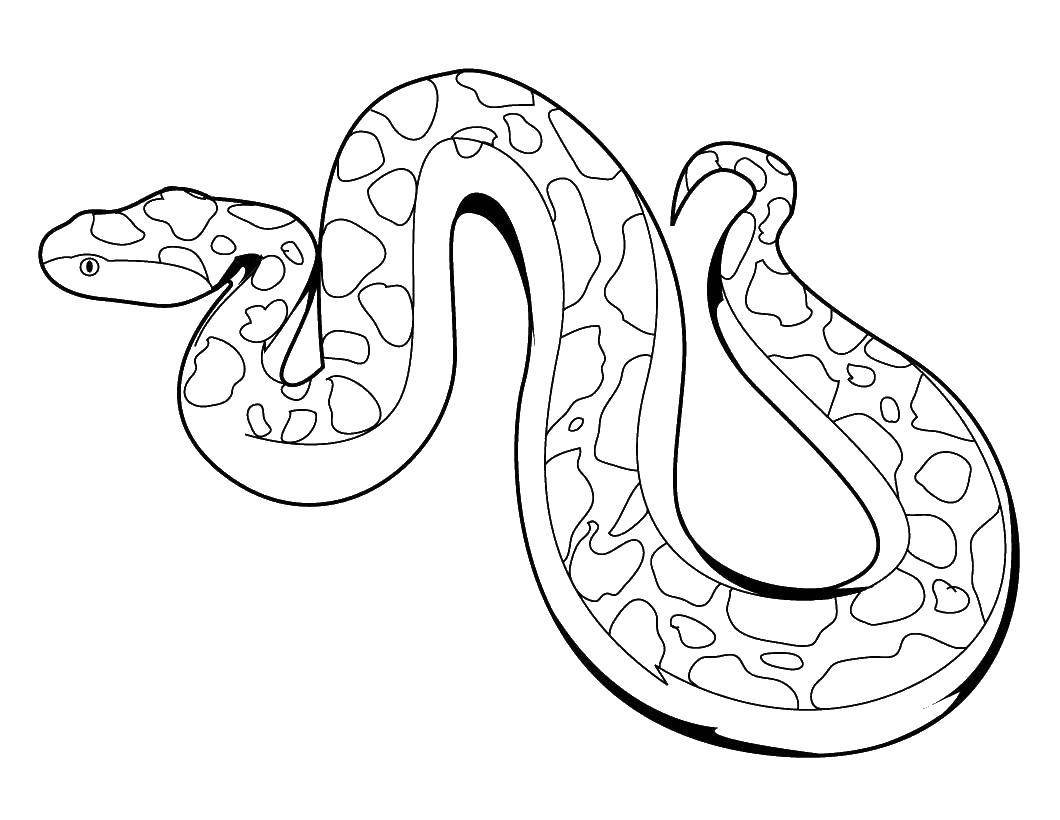 Название: Раскраска Питон. Категория: Змея. Теги: питон, змея.