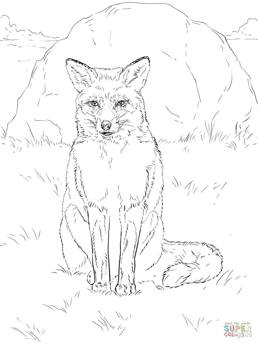 Coloring Field Fox. Category Fox. Tags:  Animals, Fox.