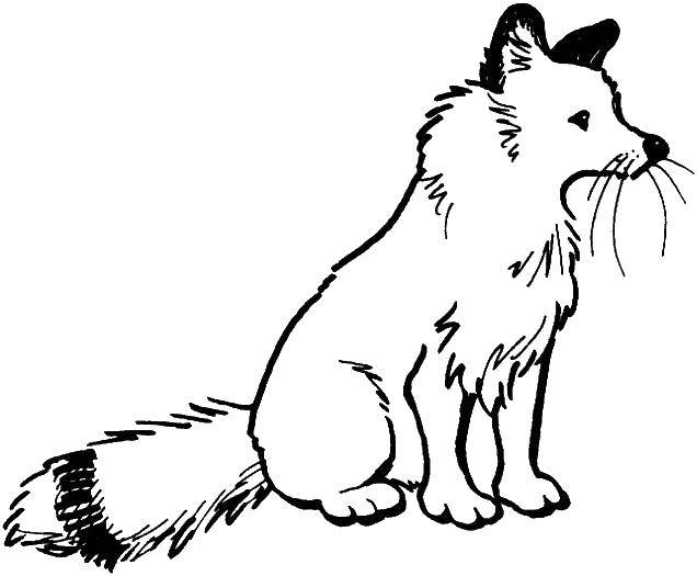 Coloring Fluffy tail. Category Fox. Tags:  Animals, Fox.
