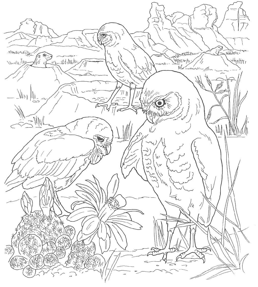 Coloring Desert owls. Category Desert. Tags:  Desert.