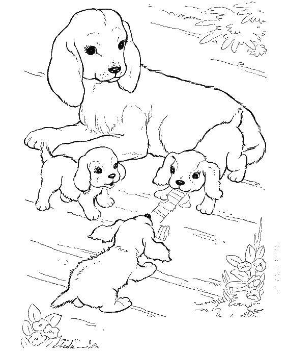 Coloring Puppies tear at the toe. Category Wild animals. Tags:  puppies, dogs.