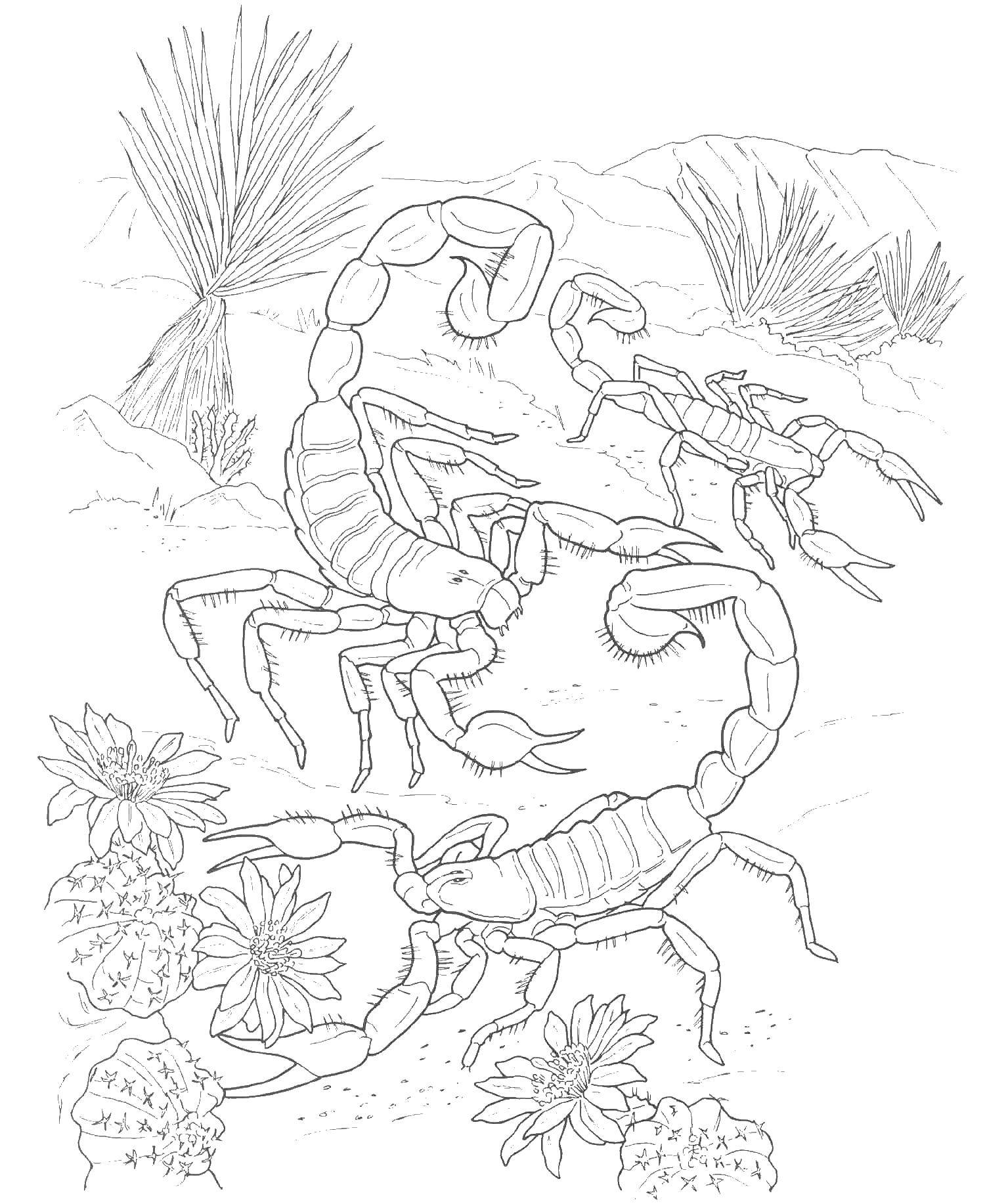 Coloring Scorpio found in hot countries. Category Desert. Tags:  Scorpio.