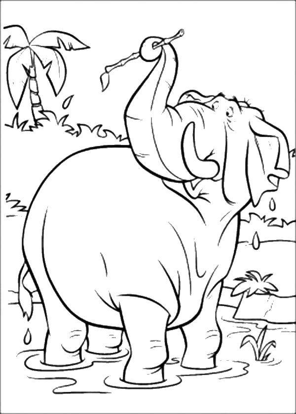 Название: Раскраска Слон с веточкой. Категория: Животные. Теги: Животные, слоненок.