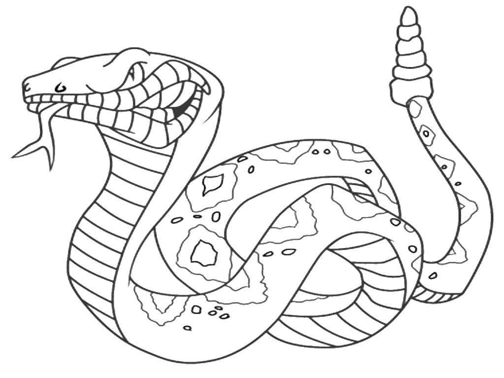 Название: Раскраска Трещотка. Категория: Змея. Теги: Рептилия, змея, трещотка.
