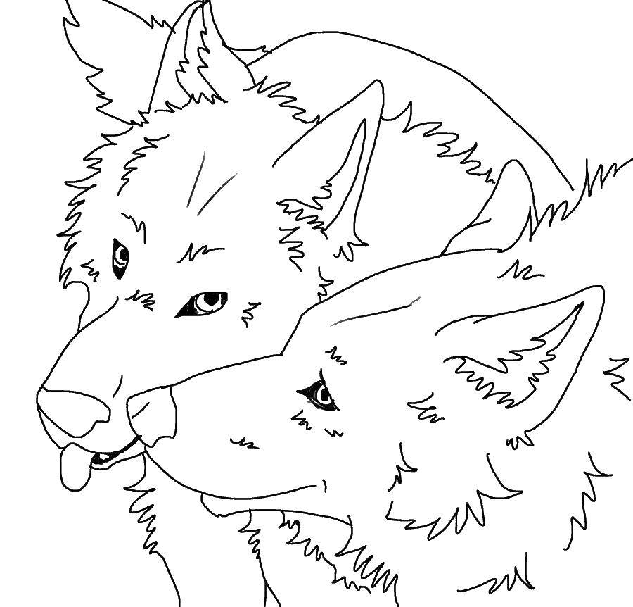 Coloring The wolf and the wolf. Category wolf. Tags:  wolves.