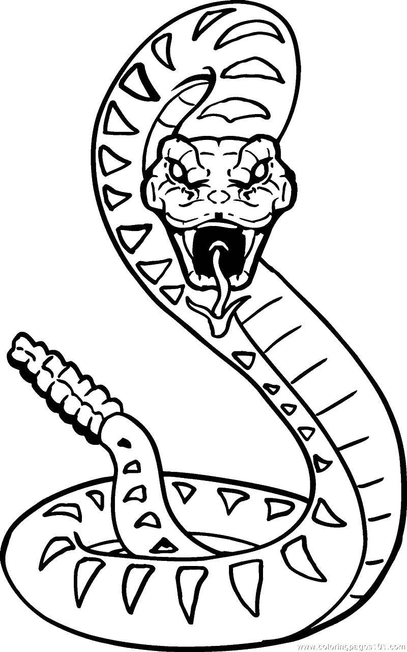 Название: Раскраска Злобная трещотка. Категория: Змея. Теги: Рептилия, змея.