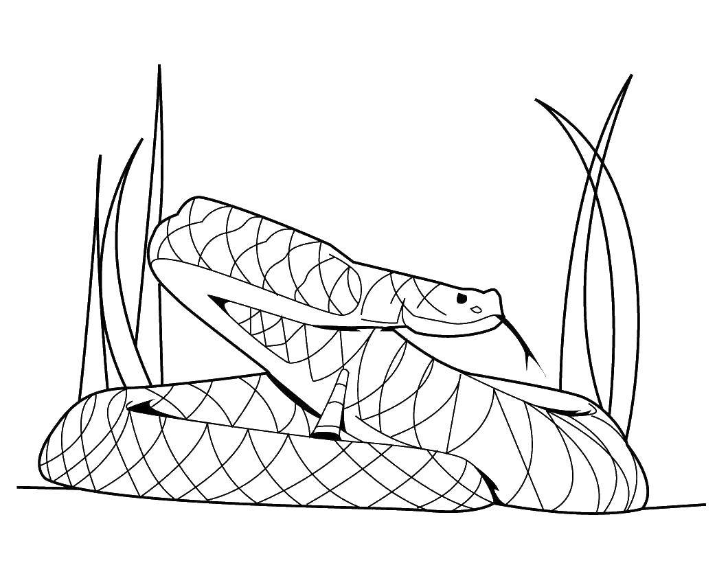 Coloring A snake lurks. Category The snake. Tags:  Reptile, snake.