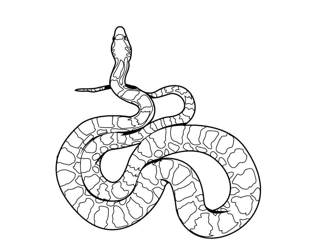 Coloring The snake curled. Category The snake. Tags:  Reptile, snake.