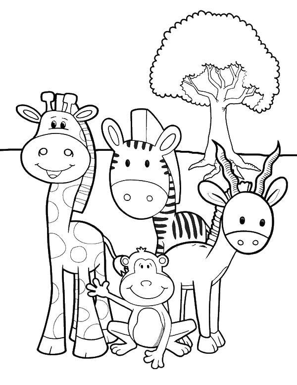Coloring African animals. Category coloring. Tags:  animals, Africa, animals.