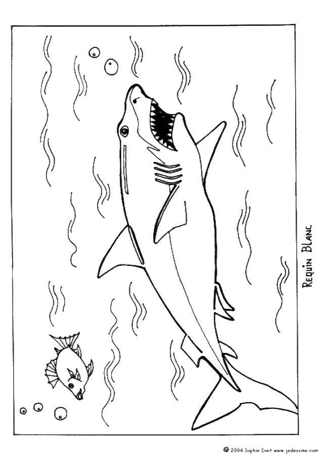 Название: Раскраска Акула и рыбка. Категория: рыбы. Теги: рыбы, акулы.