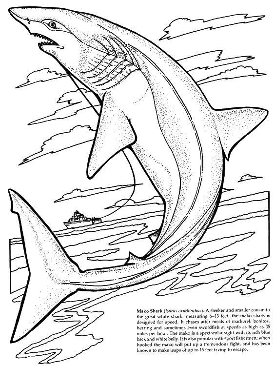 Coloring Shark. Category fish. Tags:  marine life, fish, sharks.