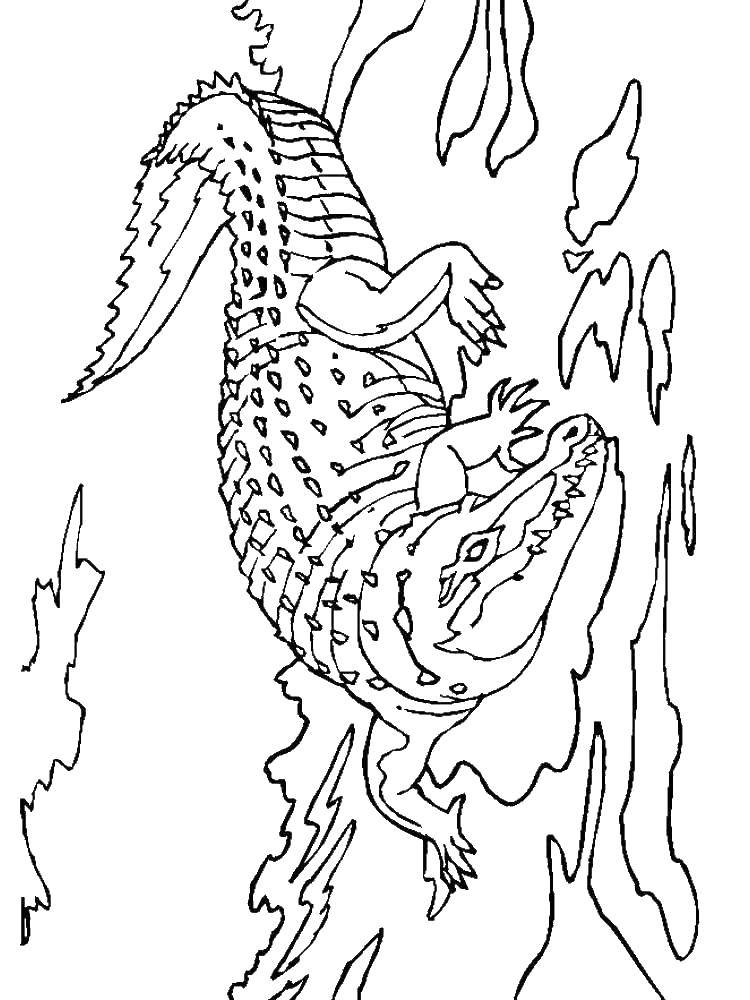 Coloring Alligator in the water. Category crocodile. Tags:  crocodile, alligator.