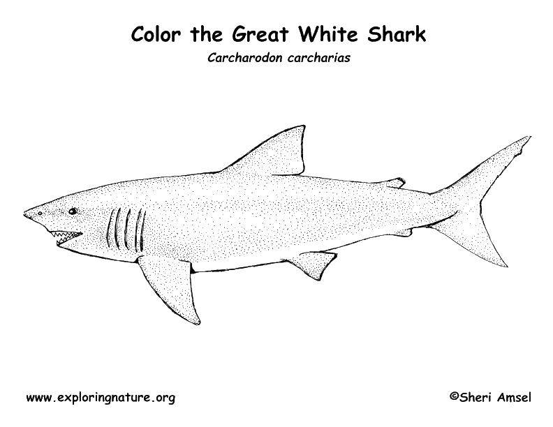 Название: Раскраска Белая акула. Категория: Акулы. Теги: акулы, рыбы.