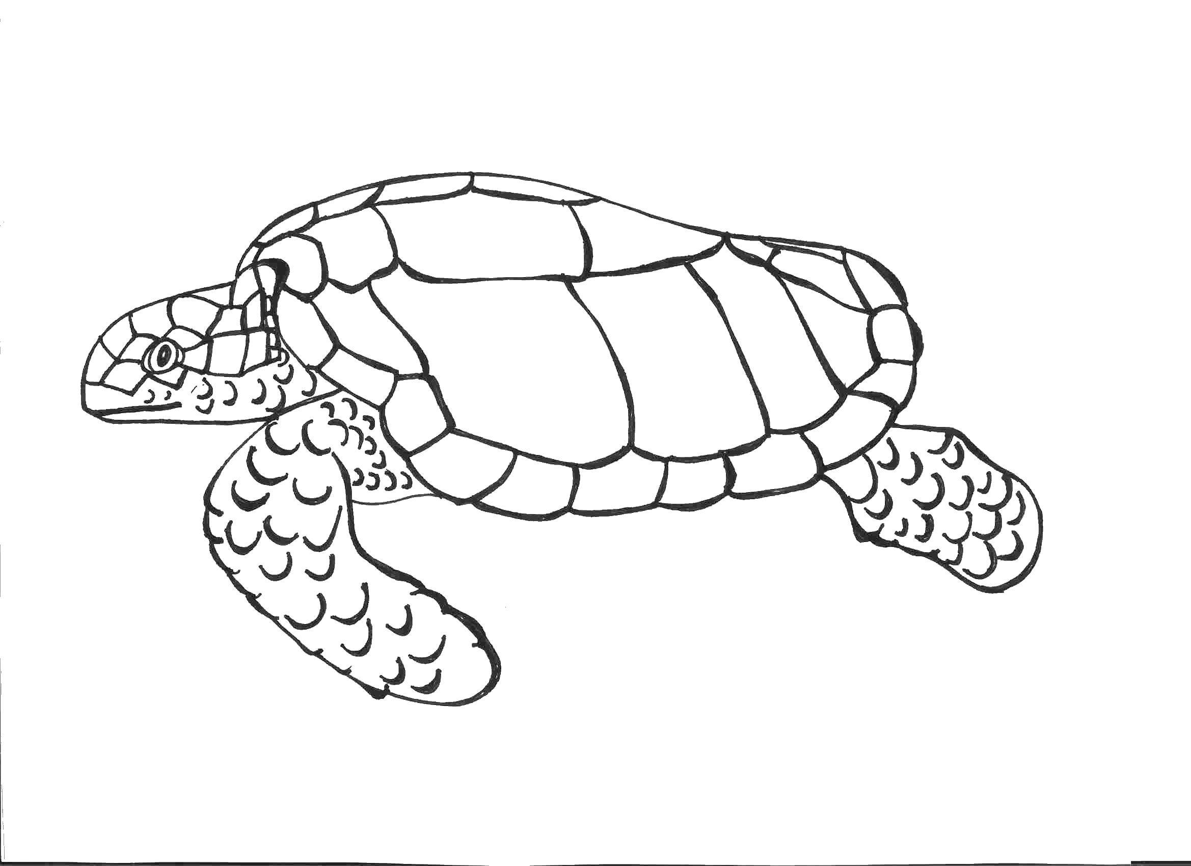 Coloring The turtle is crawling. Category Sea turtle. Tags:  Reptile, turtle.