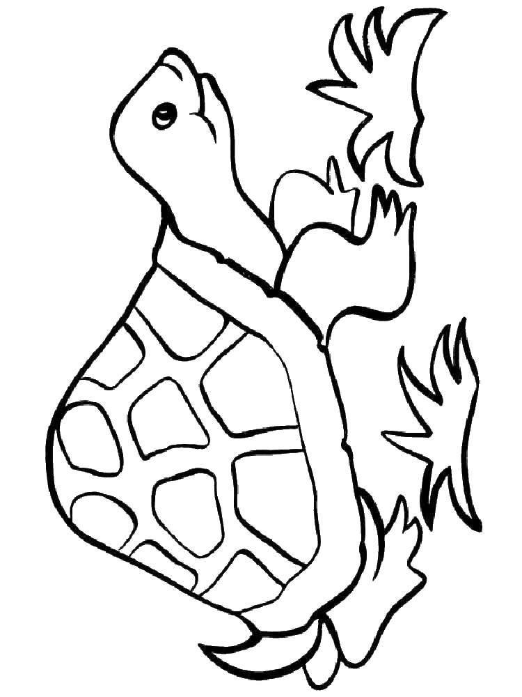 Coloring Bug and grass. Category turtle. Tags:  Reptile, turtle.