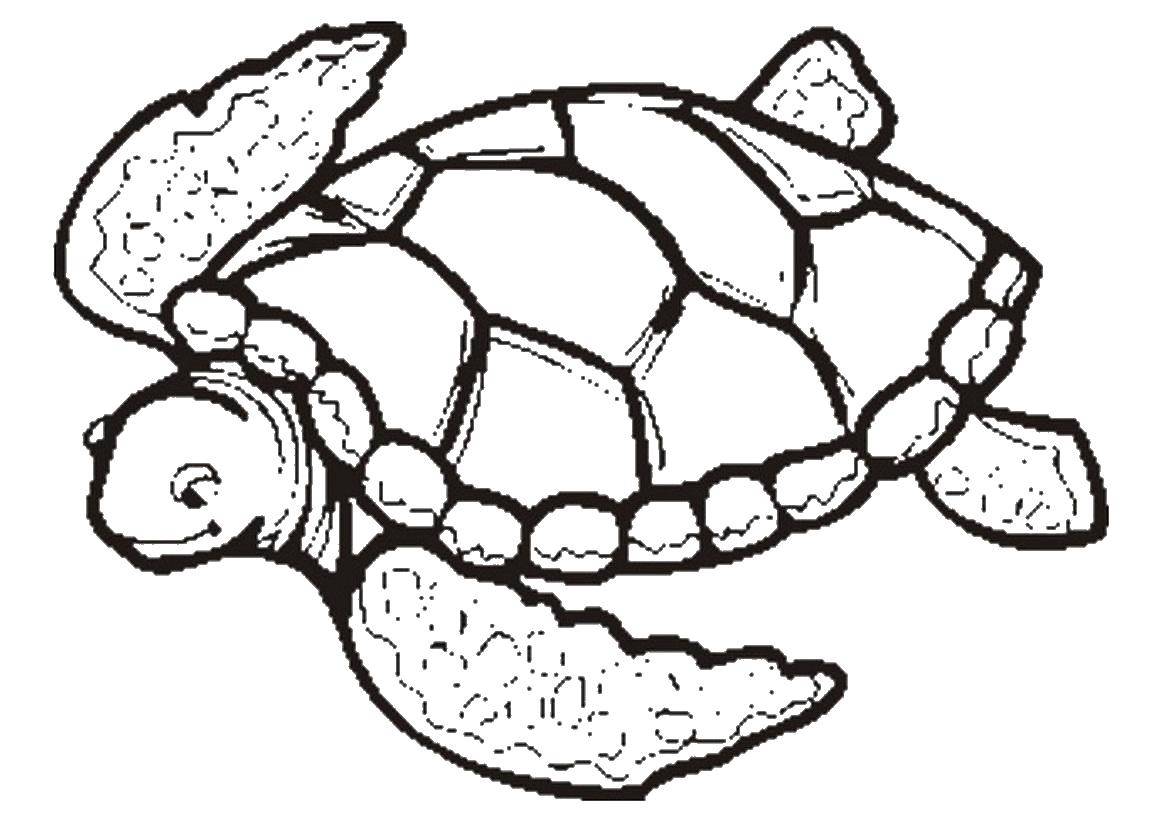 Название: Раскраска Черепашка любит плавать. Категория: Морская черепаха. Теги: Рептилия, черепаха.
