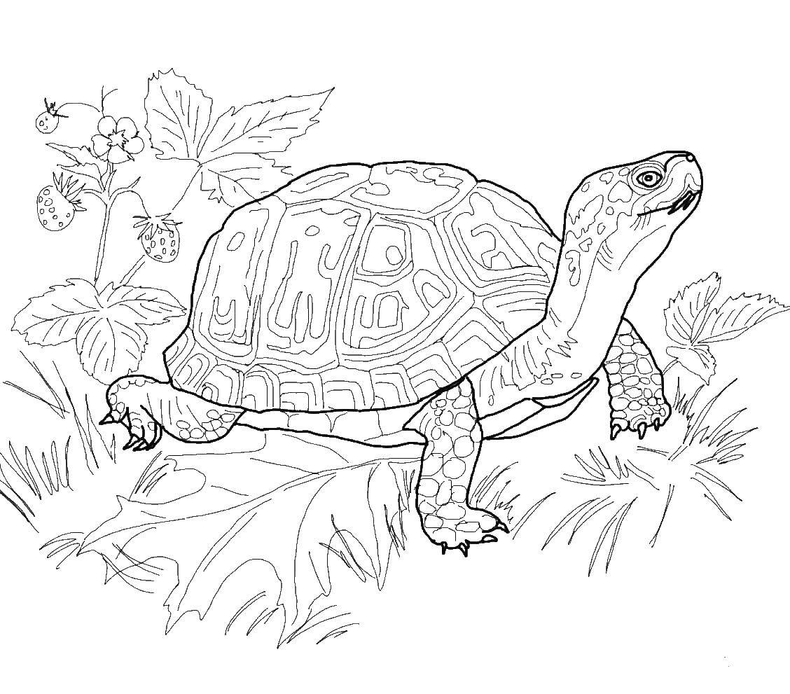 Название: Раскраска Черепашка у ягодок. Категория: черепаха. Теги: Рептилия, черепаха.