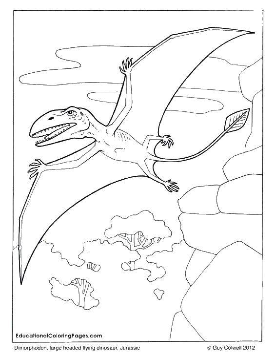 Название: Раскраска Динозавр летит. Категория: динозавр. Теги: динозавры, полет.