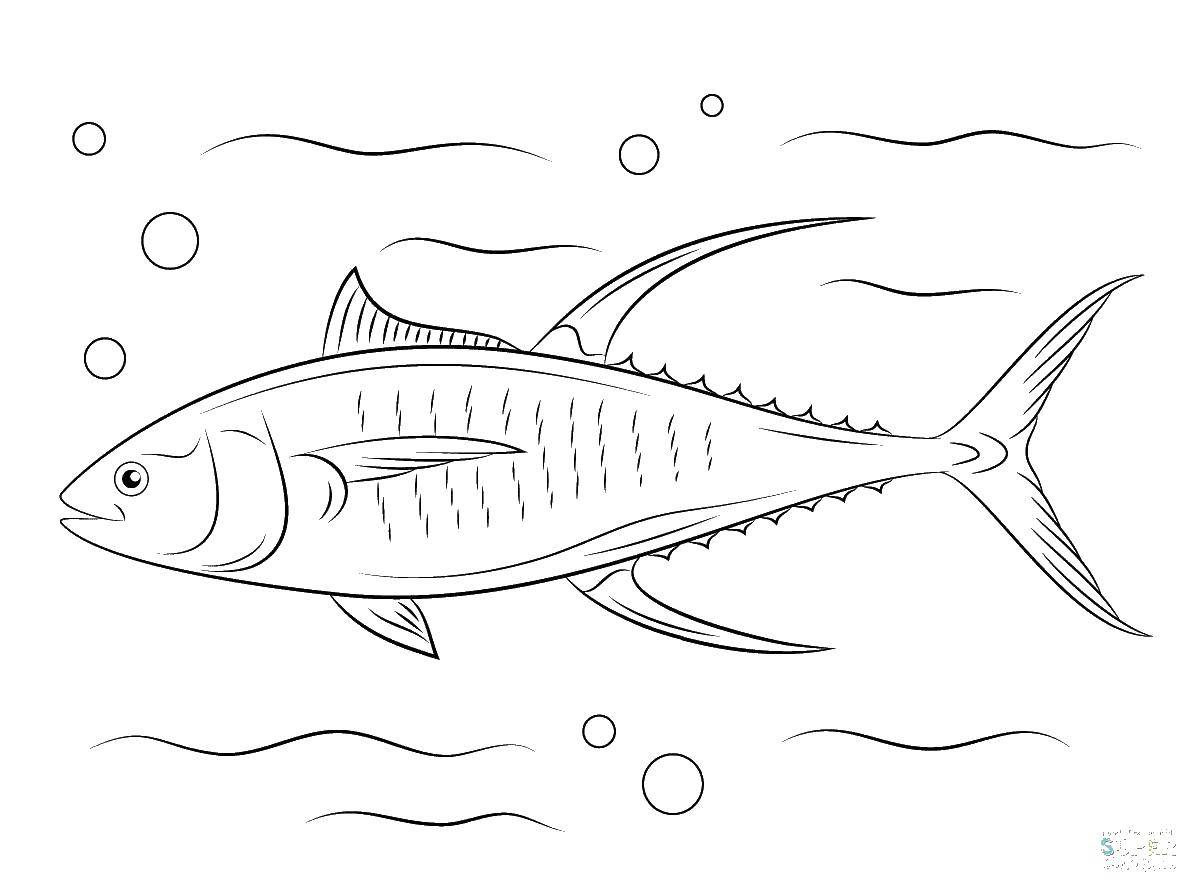 Название: Раскраска Длинная рыба. Категория: рыбы. Теги: рыбы, рыбки.