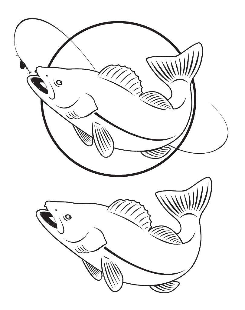 Coloring Two fish. Category pike. Tags:  pike, fish.