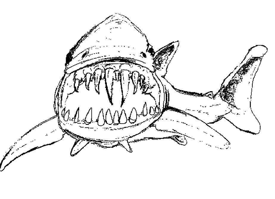 Название: Раскраска Клыкастая акула. Категория: Акулы. Теги: акулы, рыбы, клыки.