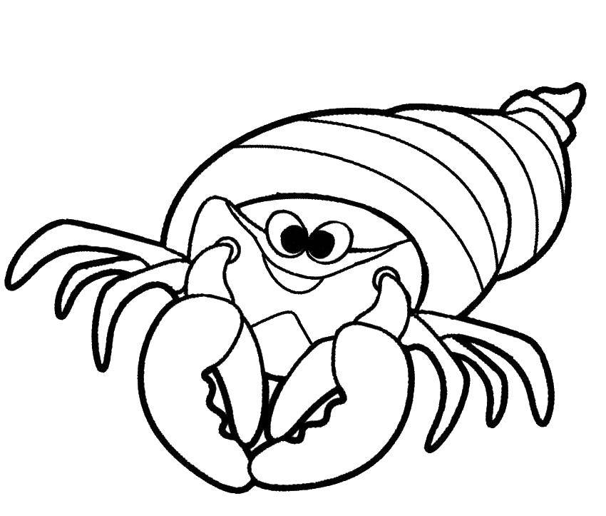 Coloring Crab hermit. Category Crab. Tags:  crabs, hermits, animals.