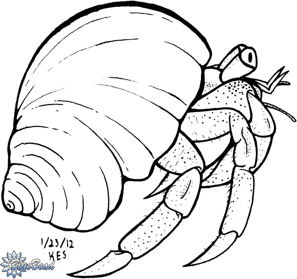 Coloring Crab hermit. Category Crab. Tags:  hermit, crab, shell.