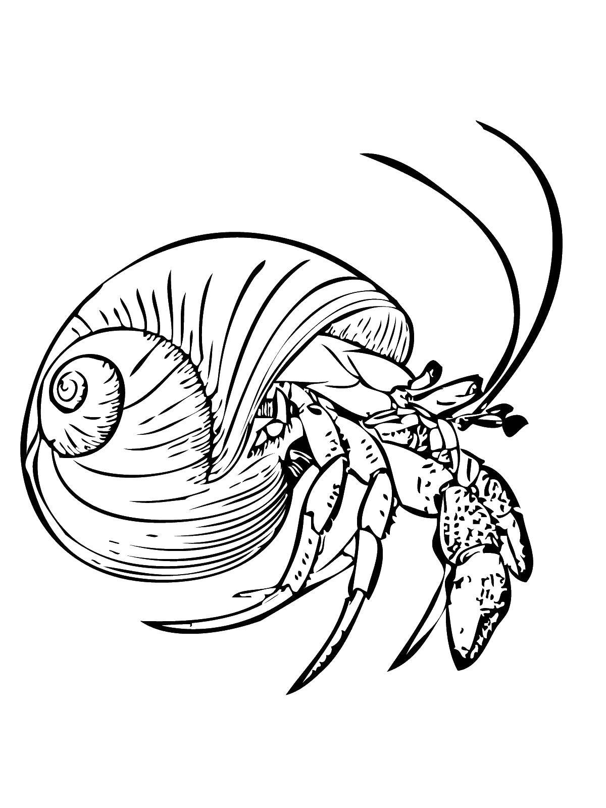 Coloring Crab hermit. Category Crab. Tags:  crab, hermit, shell, marine life.
