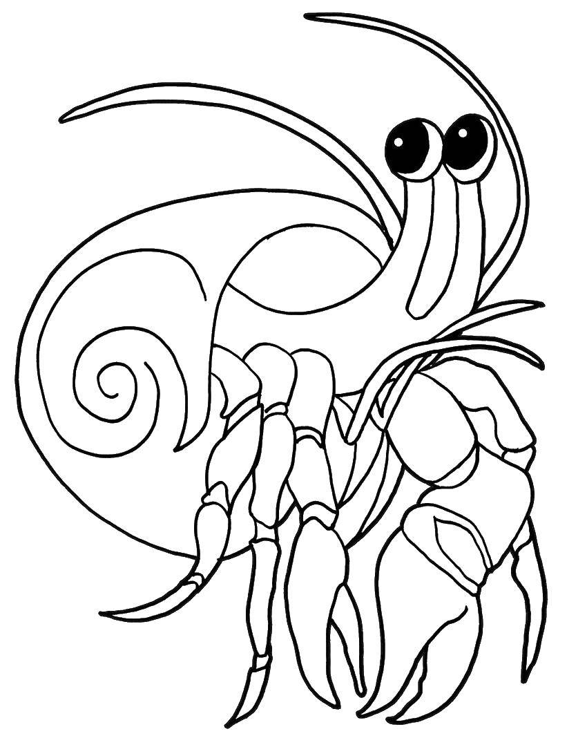 Coloring Crab hermit. Category Crab. Tags:  crab, hermit, marine life.
