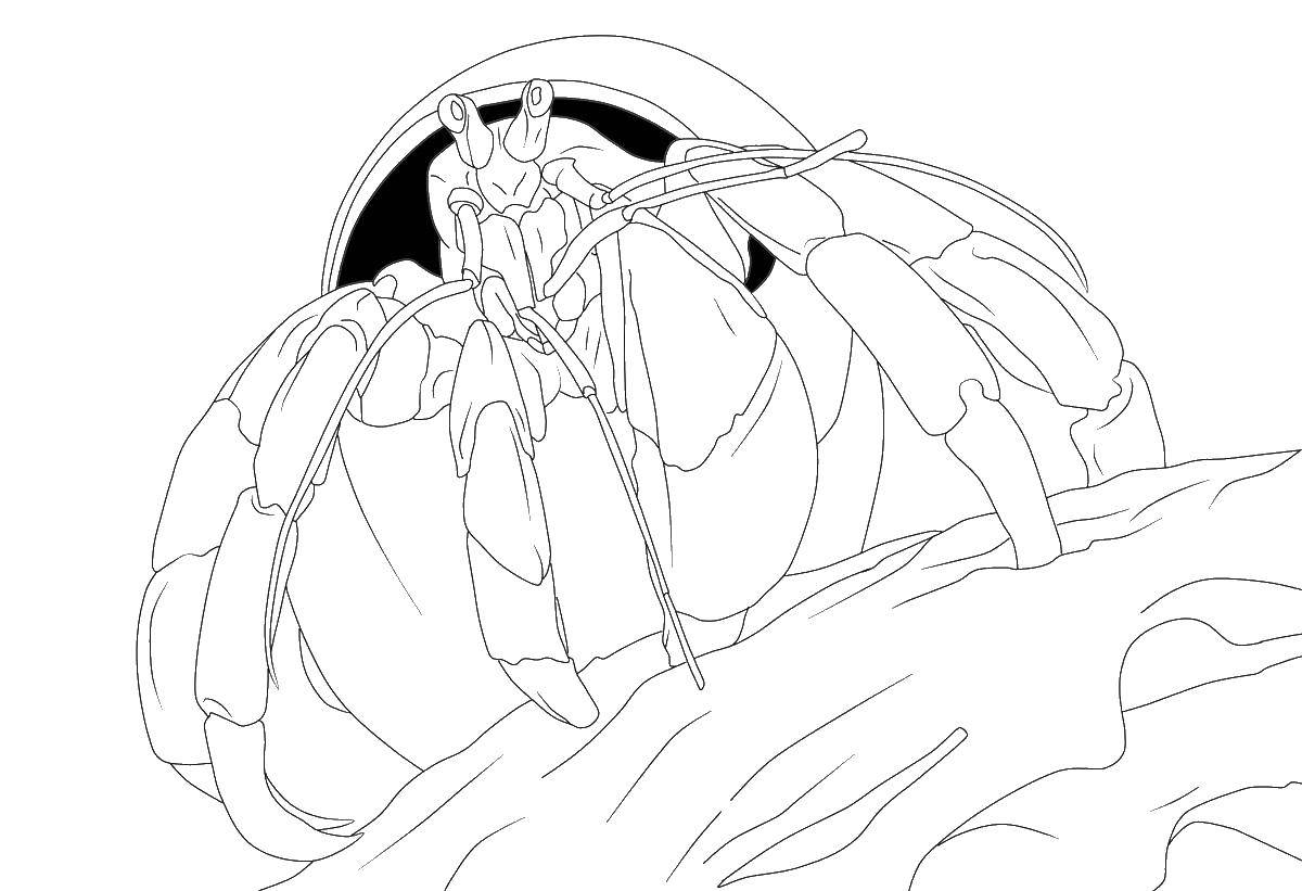 Coloring Crab. Category Crab. Tags:  crab, marine life, animals.