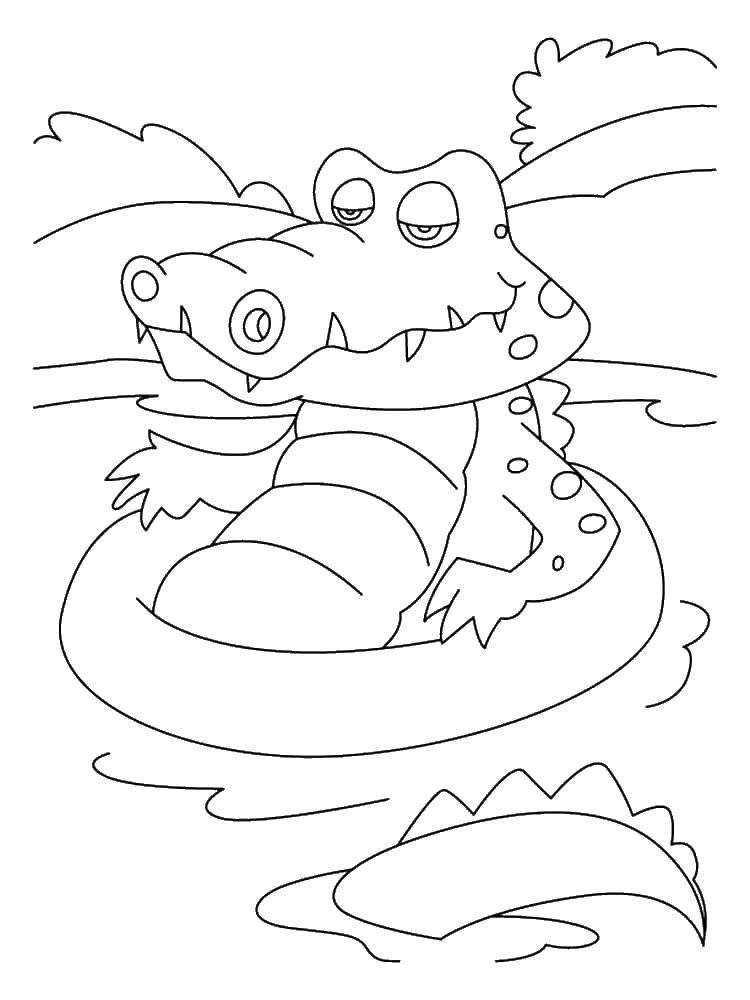 Название: Раскраска Крокодил со спасательным кругом. Категория: Животные. Теги: животные, крокодилы.