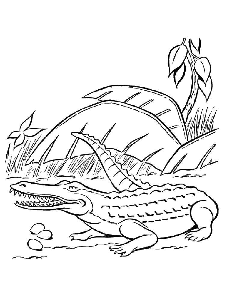 Название: Раскраска Крокодил в траве. Категория: Животные. Теги: животные, крокодилы.