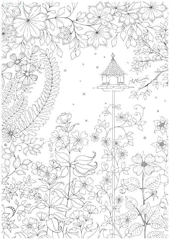 Coloring Forest. Category coloring antistress. Tags:  the forest.