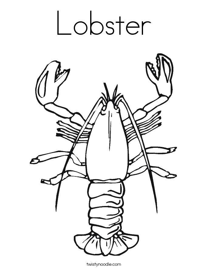 Coloring Lobster. Category coloring. Tags:  marine animals, water, sea, lobster.