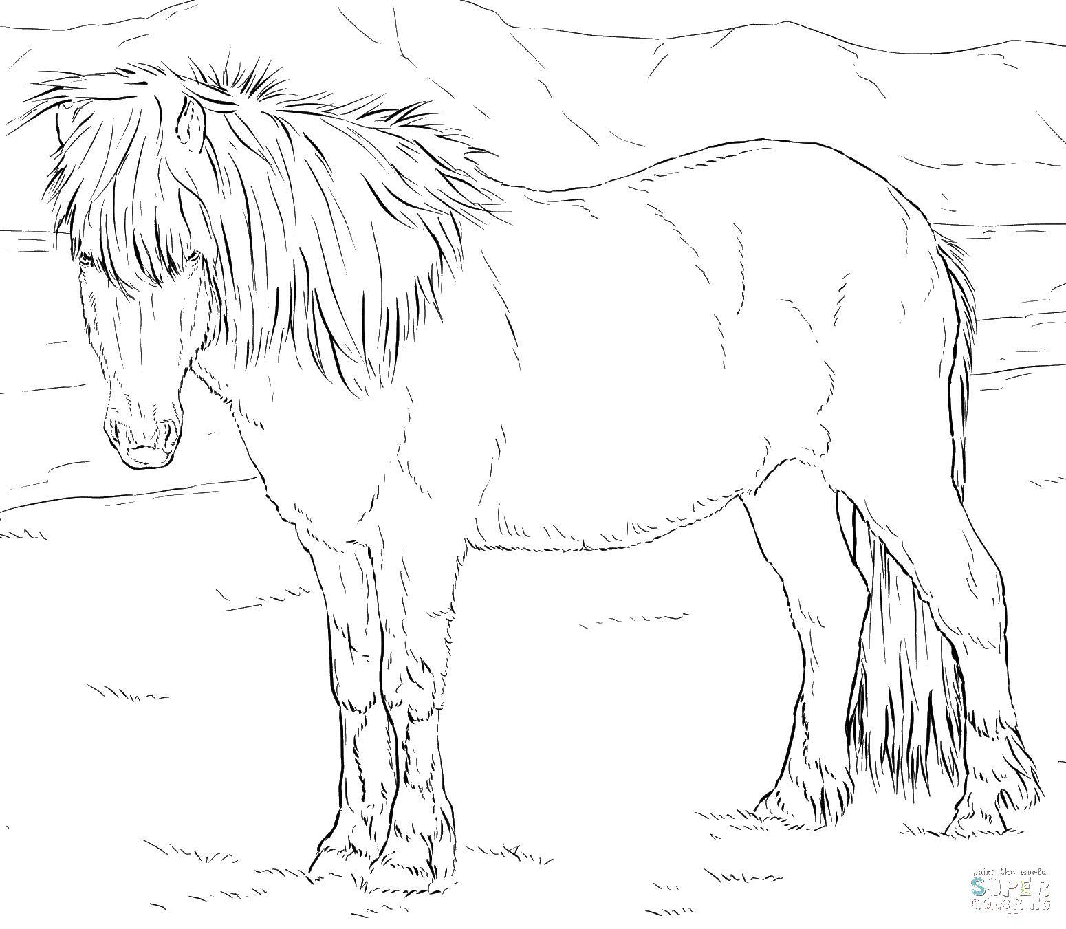 Название: Раскраска Лошадь в поле. Категория: Животные. Теги: животные, пони, лошади.