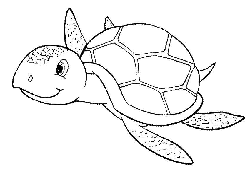 Название: Раскраска Малыш черепаха. Категория: Морская черепаха. Теги: Рептилия, черепаха.