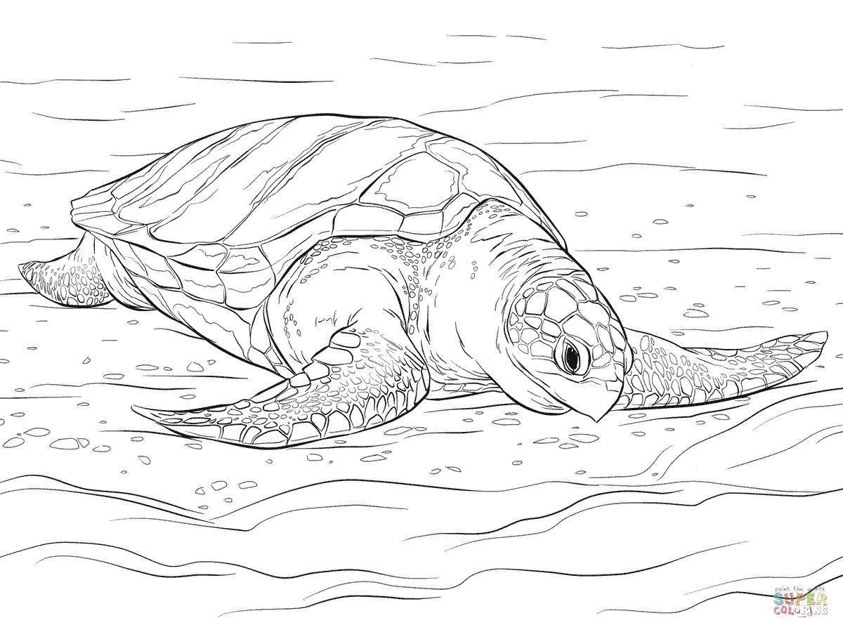 Название: Раскраска Морская черепашка скользит по воде. Категория: Морская черепаха. Теги: Рептилия, черепаха.