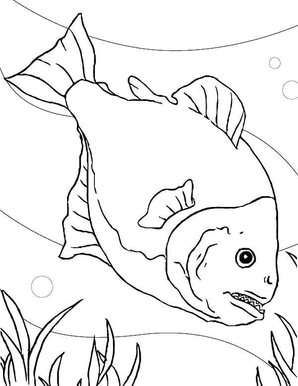 Название: Раскраска Охота пираньи. Категория: раскраски. Теги: Подводный мир, рыба.