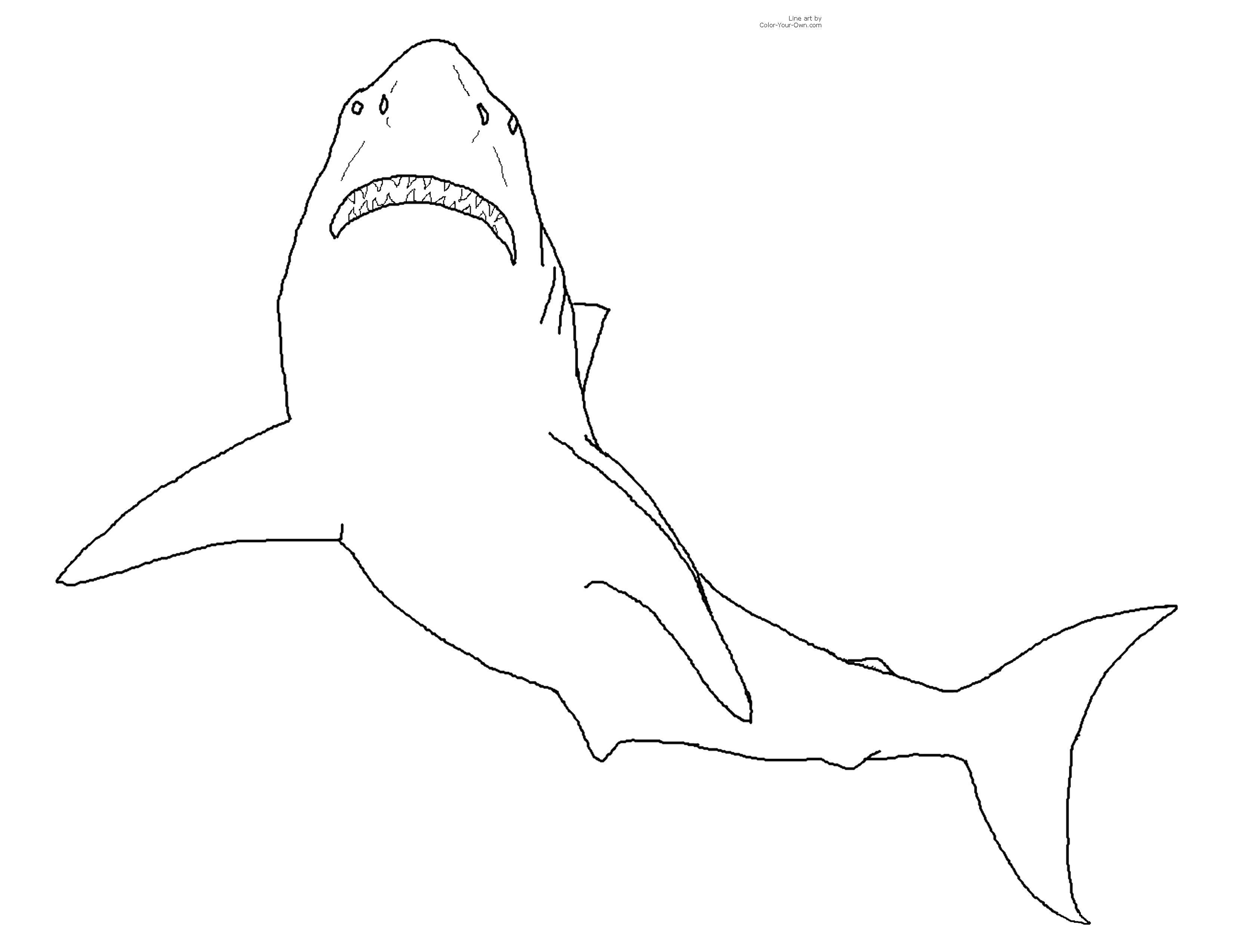 Название: Раскраска Плавающая акула. Категория: морское. Теги: Подводный мир, рыба.
