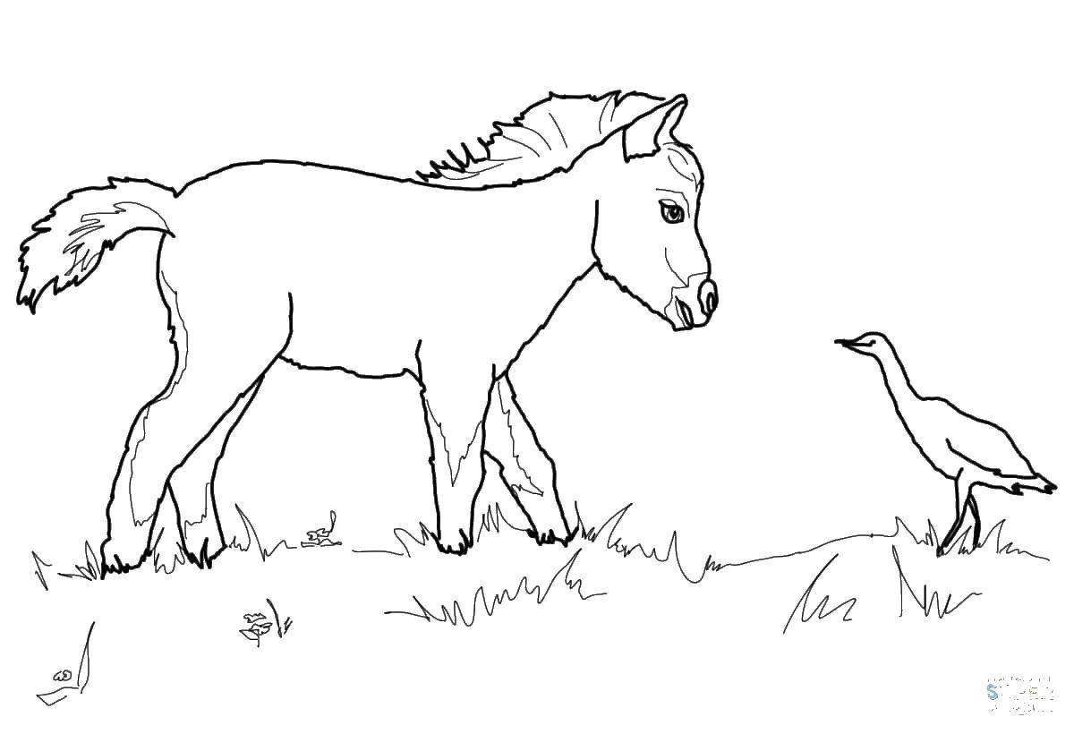 Coloring Pony and bird. Category Animals. Tags:  animals, birds, horse, pony.
