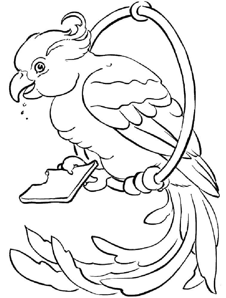 Coloring Parrot eating cookies. Category birds. Tags:  Birds, parrot.
